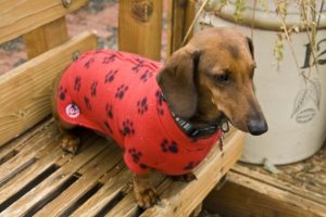 WeinerWraps dachshund sweater Simon